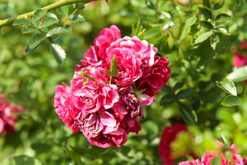 Home garden backyard beautiful flowers.