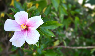 pink white hibiscus flower