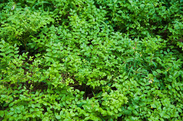 Green leaves foliage texture background