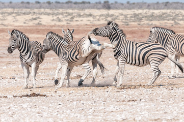 Obraz na płótnie Canvas Burchells zebra stallion kicking with both hind legs during fight