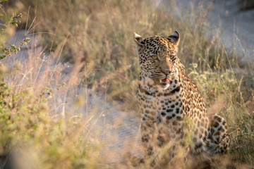 A Leopard relaxing on the road.