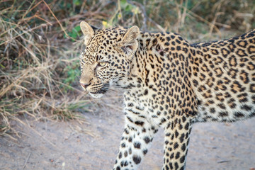 Obraz na płótnie Canvas A Leopard walking on the road.