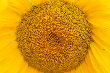 sunflower close-up with copy space