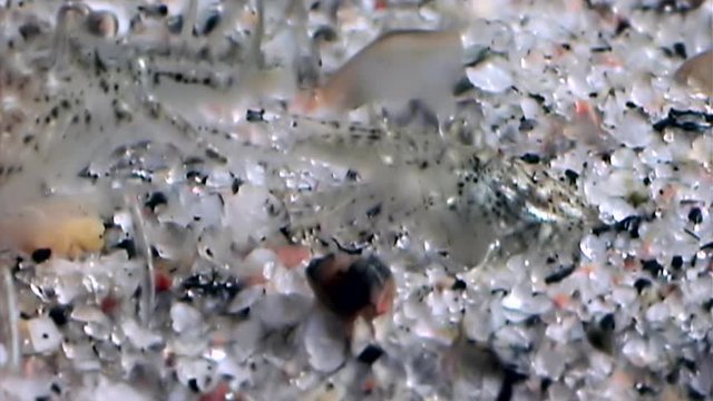 Glass shrimp masked in search of food underwater seabed of White Sea Russia. Uniquemacro video close up. Predators of marine life on the background of pure and transparent water stones.