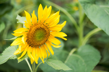 Sunflower head close-up and leaves in China