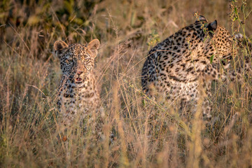 Two Leopards bounding in the grass.