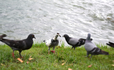Fototapeta na wymiar Dove in the park