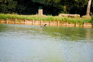 Canard