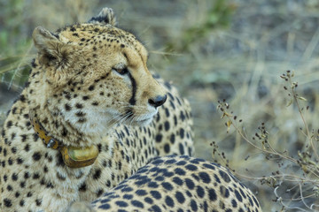Two cheetahs on a wildebeest kill