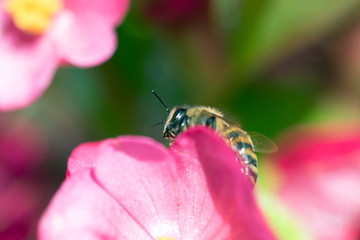Makros Bienen