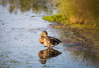 Duck in a Pond