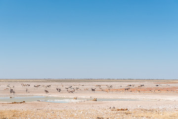 Fototapeta na wymiar Lionesses watching oryx, springbok and Burchells zebras