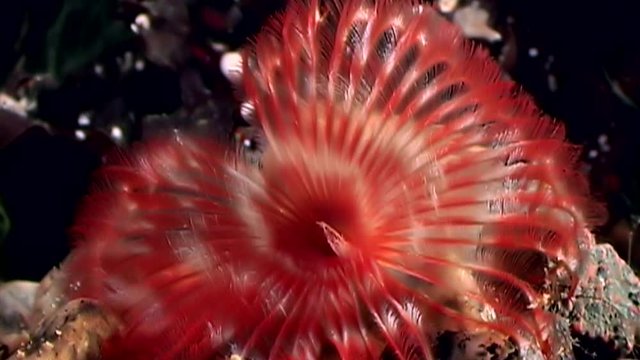 Bright red chone infundibuliformis macro underwater on seabed of White Sea. Unique video close up. Marine life of polychaete worm on black background of pure and transparent water. Relax.