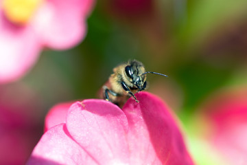Makros Bienen
