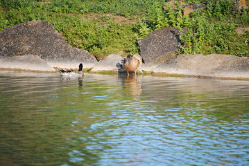 Fototapeta premium Canards