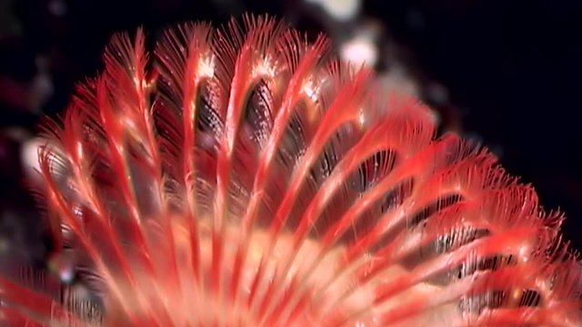 Bright red polychaete worm macro underwater on seabed of White Sea. Unique video close up. Marine life of chone infundibuliformis on black background of pure water. Relax.