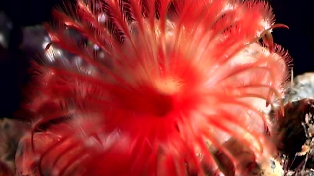 Bright red Potamilla reniformis macro underwater on seabed of White Sea. Unique video close up. Marine life of chone infundibuliformis on black background of pure water. Relax.