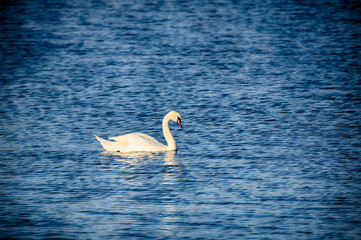 Swans in Evening