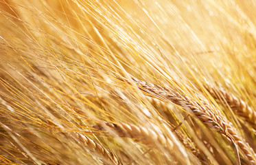 wheat crops on the field at cloudy day