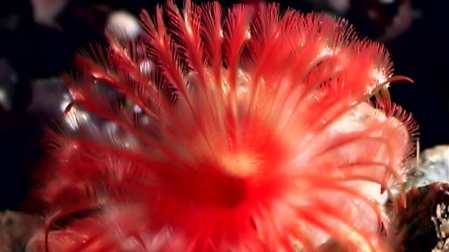 Bright red Potamilla reniformis macro underwater on seabed of White Sea. Unique video close up. Marine life of chone infundibuliformis on black background of pure water. Relax.