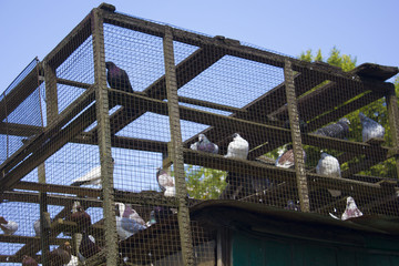 Black and white doves. Dovecote on the roof
