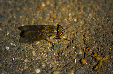 a horsefly sitting on the ground