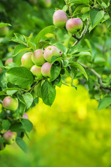 Branches of apple tree with apples forming a frame, arch. Free space for your ideas and inscriptions. Lovely soft sunlight. Natural backdrop of the garden.
