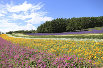 富良野の景色