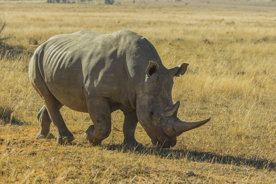 Rhino with large horn