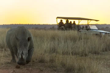 Crédence de cuisine en verre imprimé Rhinocéros Rhino avec une grande corne au coucher du soleil