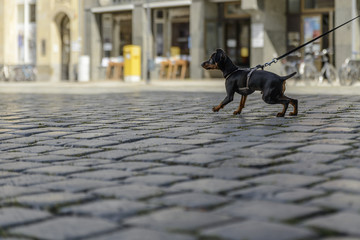 Silhouette of a small cute dog walking on a leash along the pavement of the old city