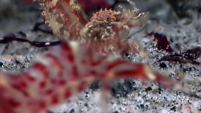 Red shrimp masked in search of food underwater glass seabed of White Sea. Unique macro video close up. Predators of marine life on the background of pure and transparent water stones.