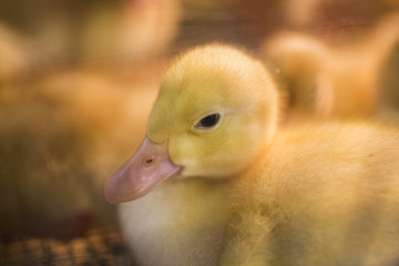 Freshly hatches ducklings at the Indiana State Fair