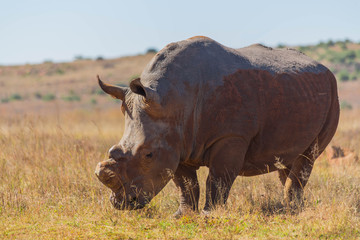 Rhinocéros écorné à l& 39 état sauvage