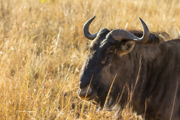 Wildebeest portrait in the wild