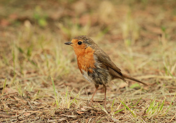 rougegorge de profil