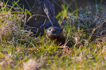 Otter hiding in the grass