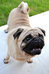 Herus the pug teeth