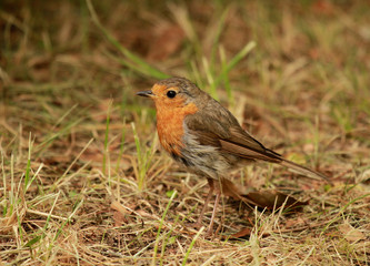 rougegorge de profil