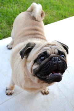Herus the pug teeth
