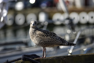 A seagull sitting on a quay in a harbor, with a background of water and ships.
