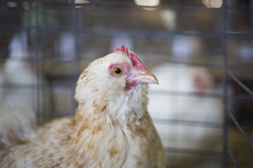 Hen in a cage at the Indiana State Fair