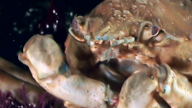 Shrimp in crab claws closeup near mouth underwater on seabed of White Sea. Unique video macro. Predators of marine life on background of pure and transparent water stones.