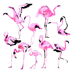 Beautiful watercolor flamingos, isolaned on a white. Big set.