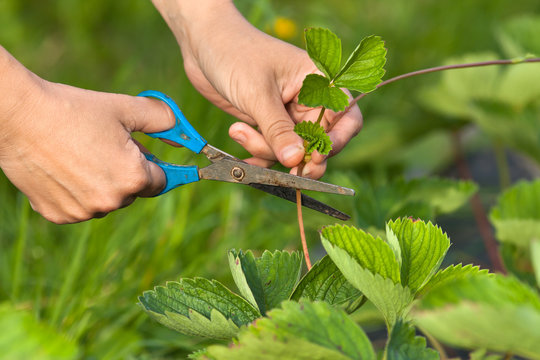 hands of gardener cutting strawberry with scissors