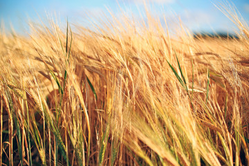 Зерновые культуры на фоне синего неба. Пейзаж. Урожай