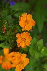 English Marigolds