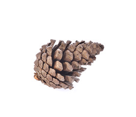 Pinus merkusii on white background