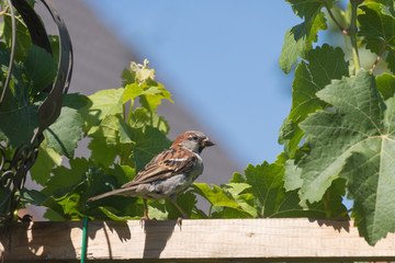 Ein Haussperling (lat:Passer domesticus) sitzt auf einem Holzbalken