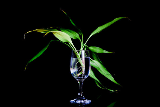 A rooting bamboo plant with black background.